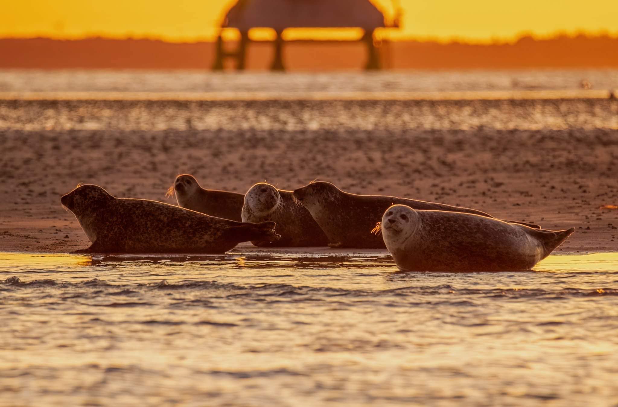 Sæler ud for kysten ved Agger